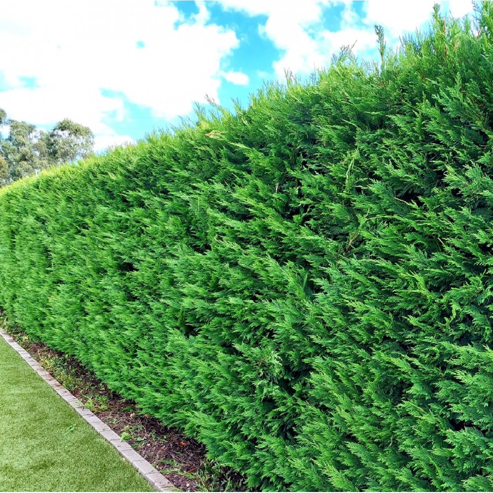 Leighton Green Conifer for Tall Fast Hedging and Screening